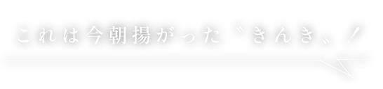 これは今朝揚がった〝きんき〟！